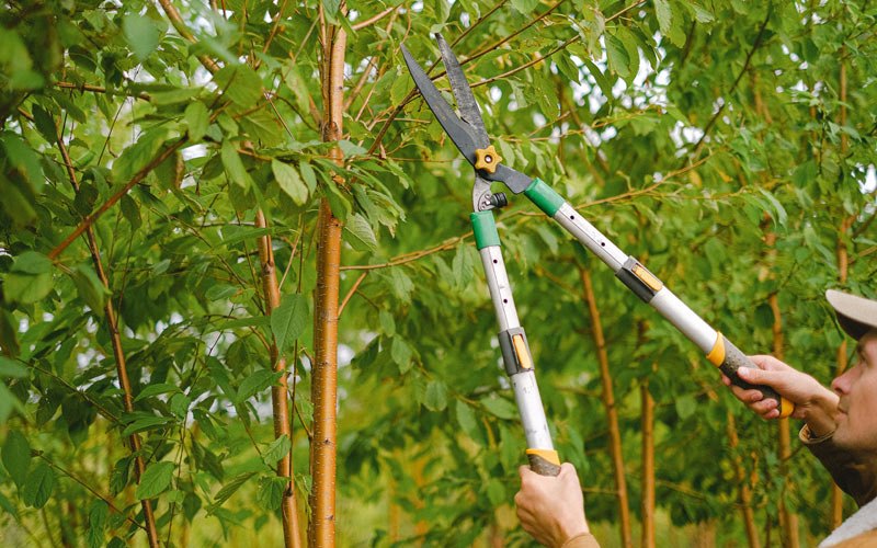 Tree trimming in Middleville, NY